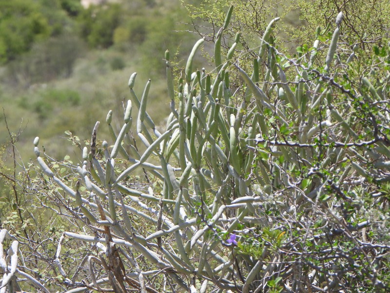 Euphorbia alluaudii subsp. oncoclada photo 7