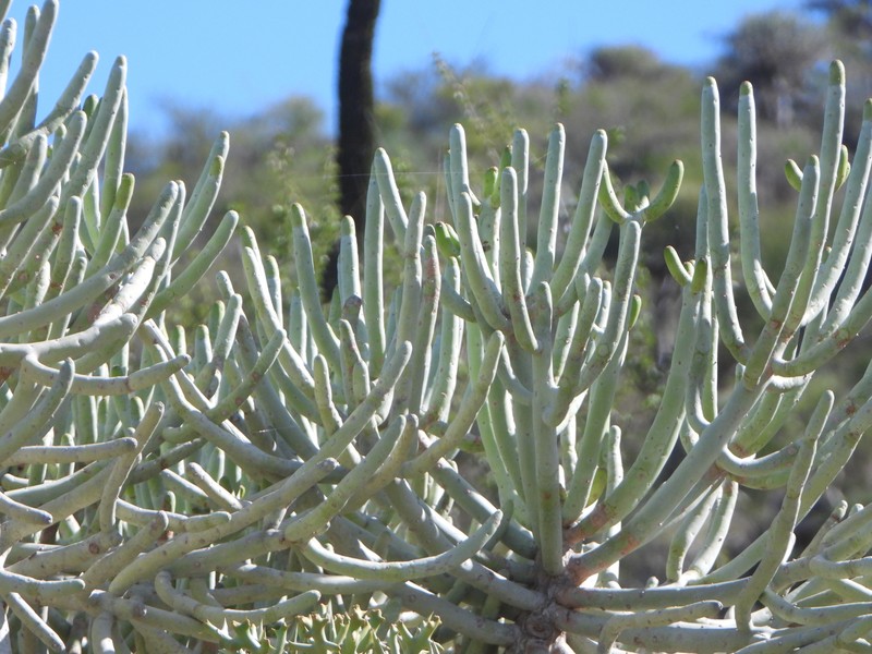 Euphorbia alluaudii subsp. oncoclada photo 8