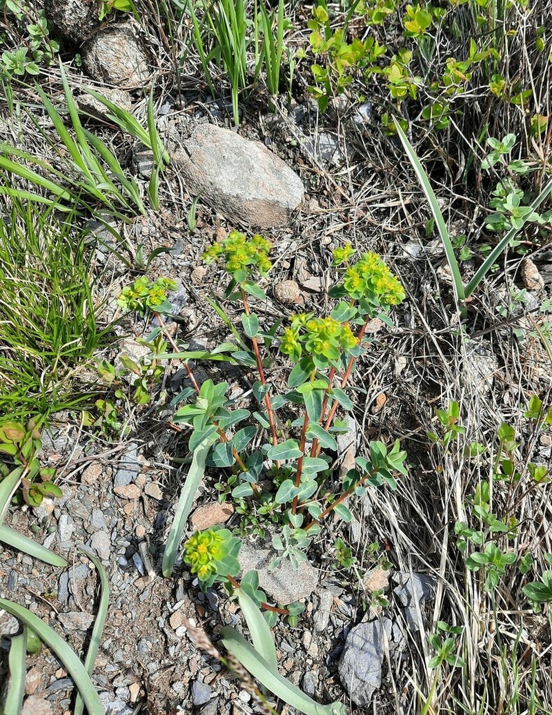 Euphorbia alpina
