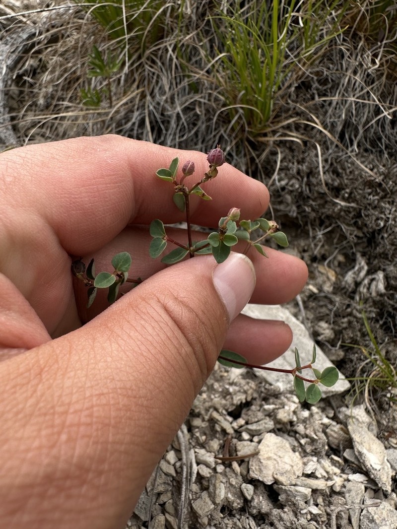 Euphorbia alpina photo 2