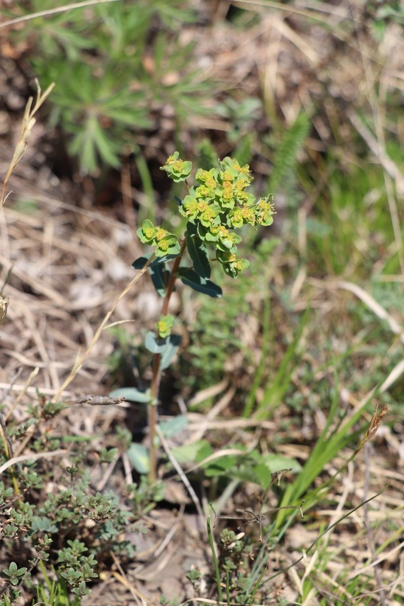 Euphorbia alpina photo 3