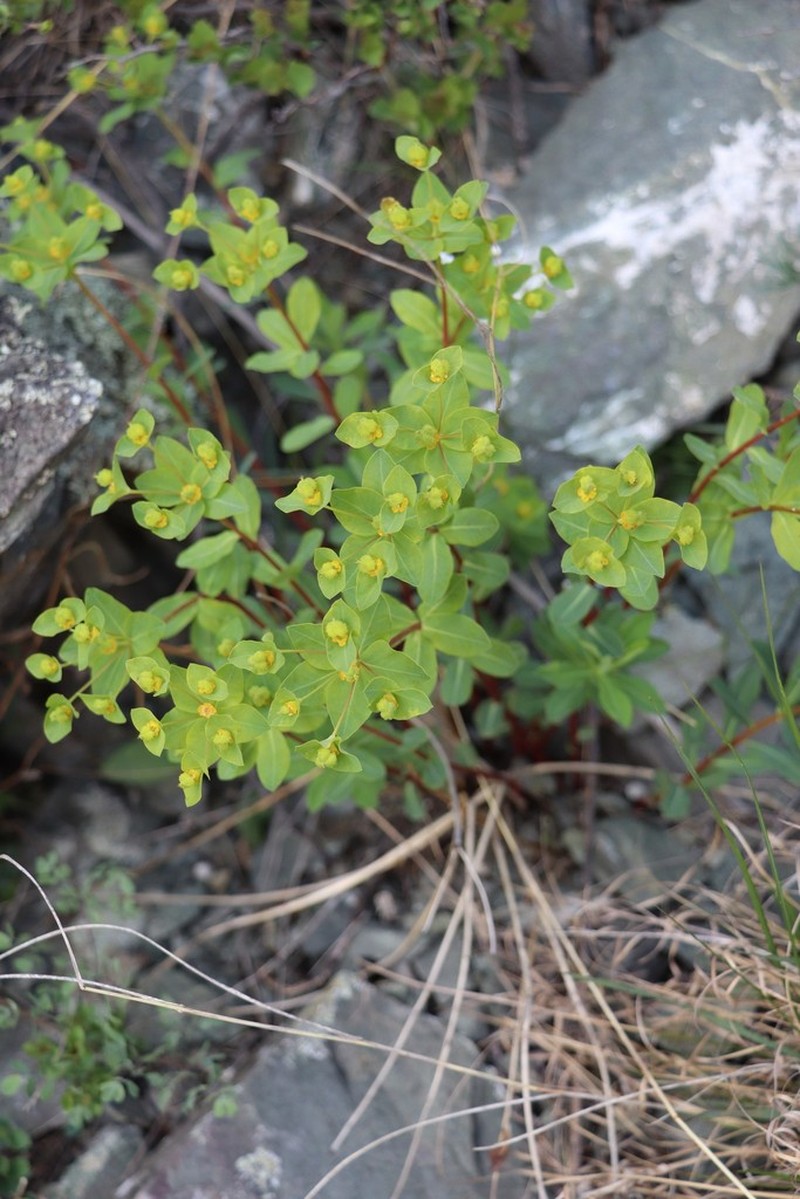 Euphorbia alpina photo 4