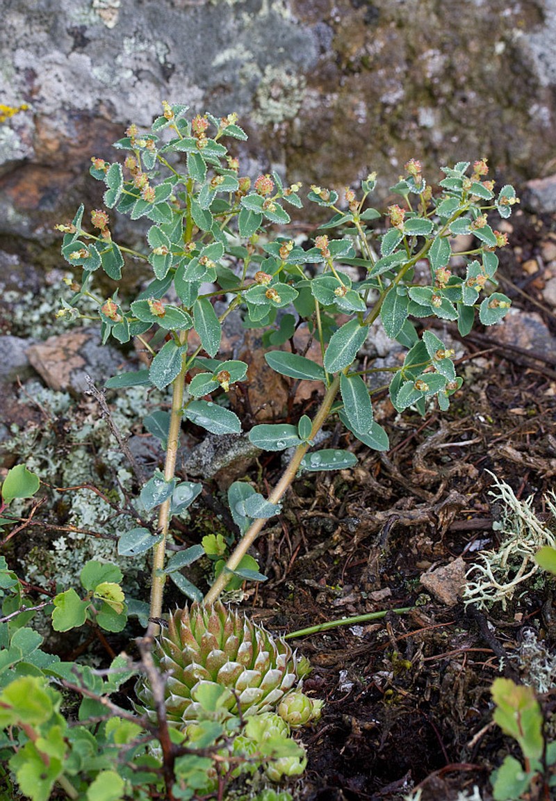 Euphorbia alpina photo 5