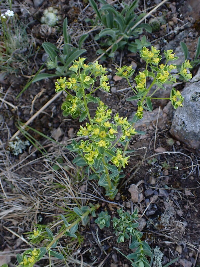 Euphorbia alpina photo 6
