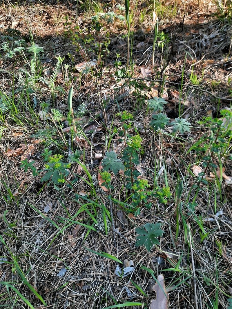 Euphorbia alpina photo 7