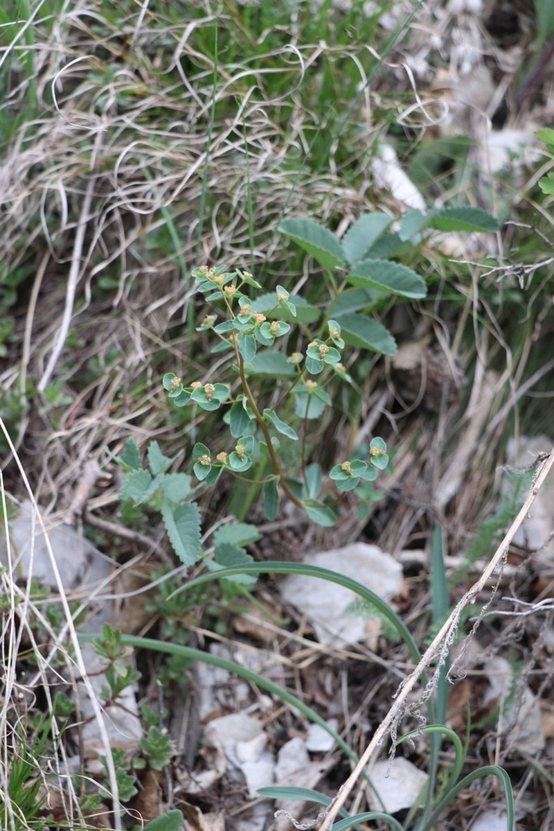 Euphorbia alpina photo 8