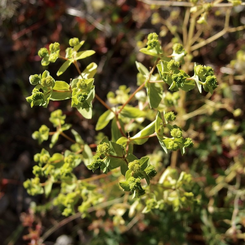 Euphorbia alta