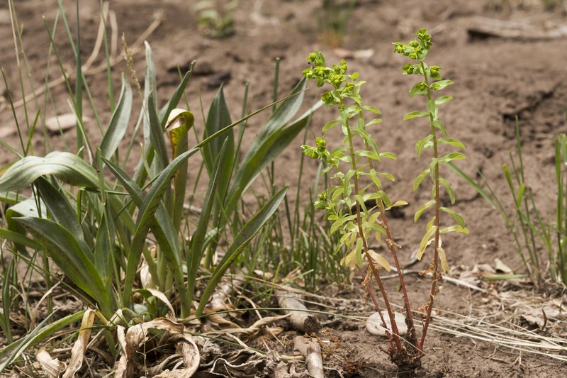 Euphorbia alta photo 2