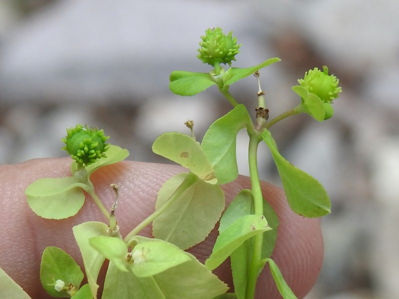 Euphorbia alta photo 3