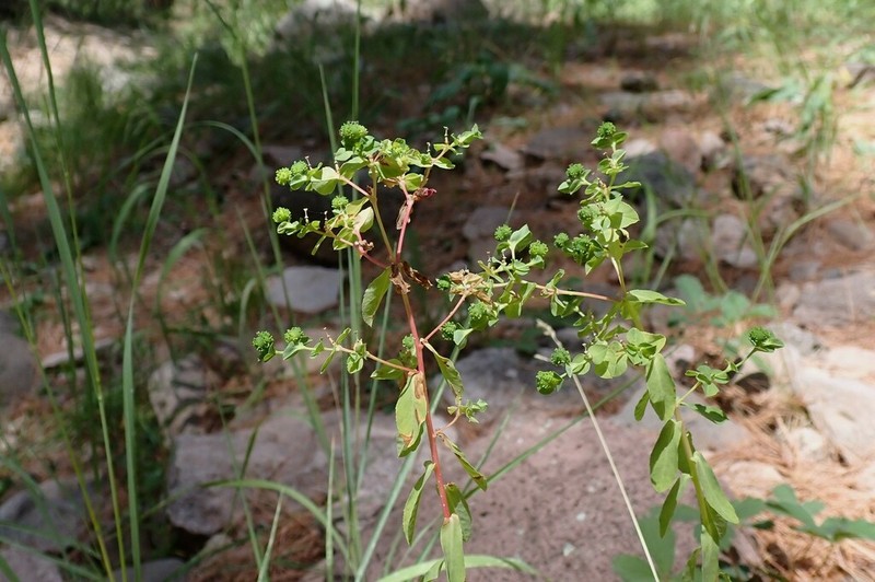 Euphorbia alta photo 4