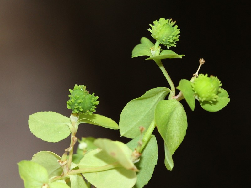 Euphorbia alta photo 5