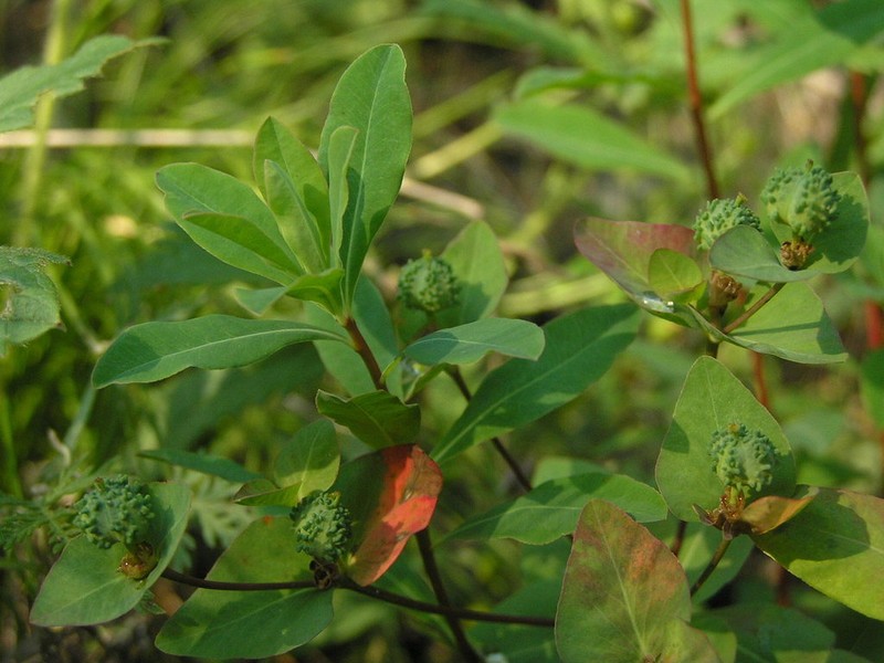 Euphorbia altaica