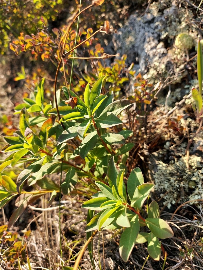 Euphorbia altaica photo 2