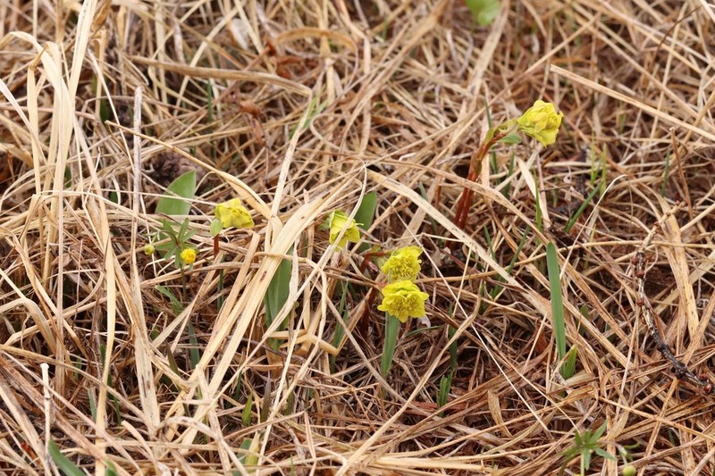 Euphorbia altaica photo 3