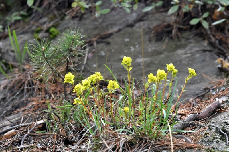Euphorbia altaica photo 4