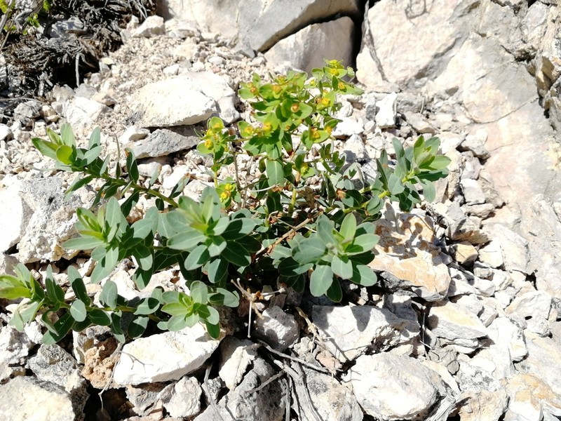 Euphorbia altaica photo 5