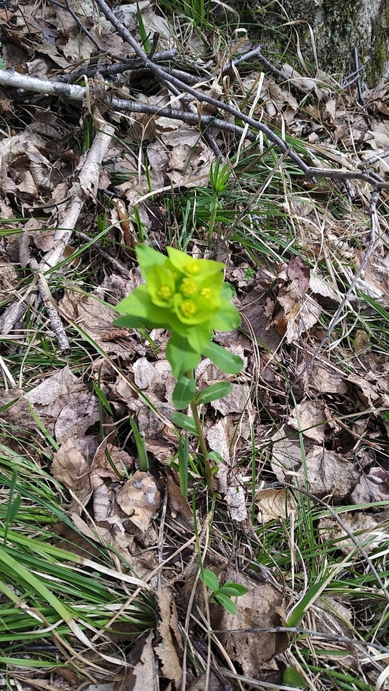 Euphorbia altaica photo 6