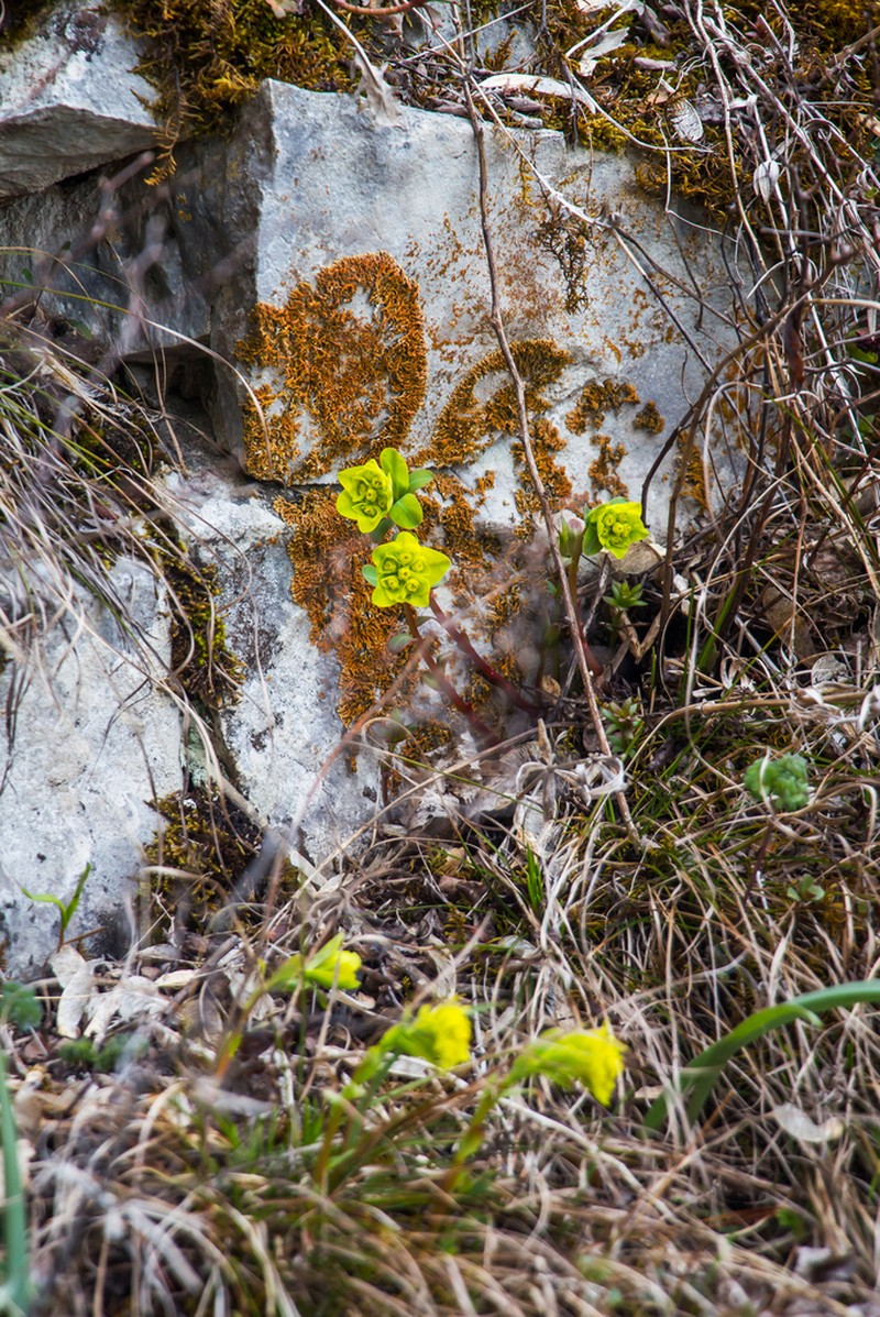 Euphorbia altaica photo 7