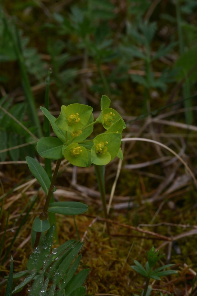 Euphorbia altaica photo 8