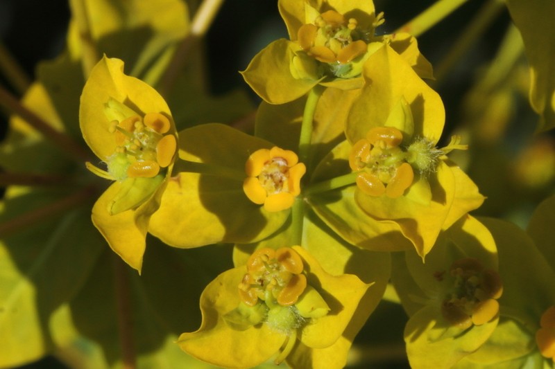 Euphorbia altissima photo 2