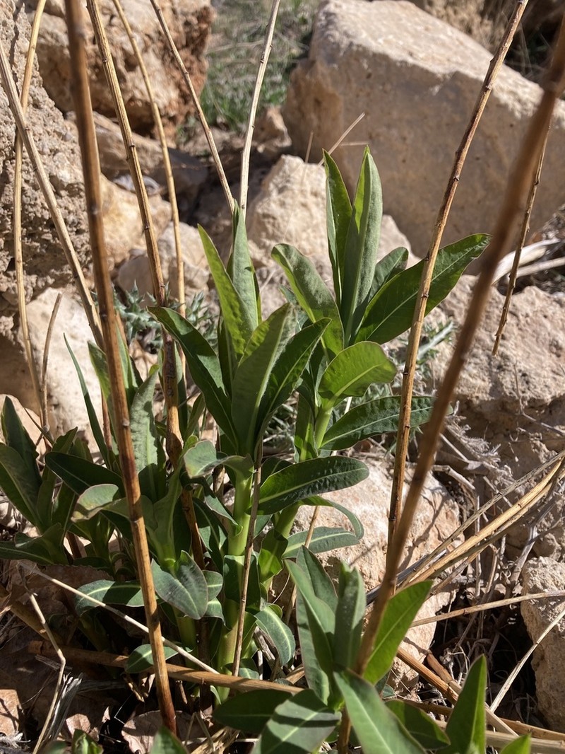 Euphorbia altissima photo 3