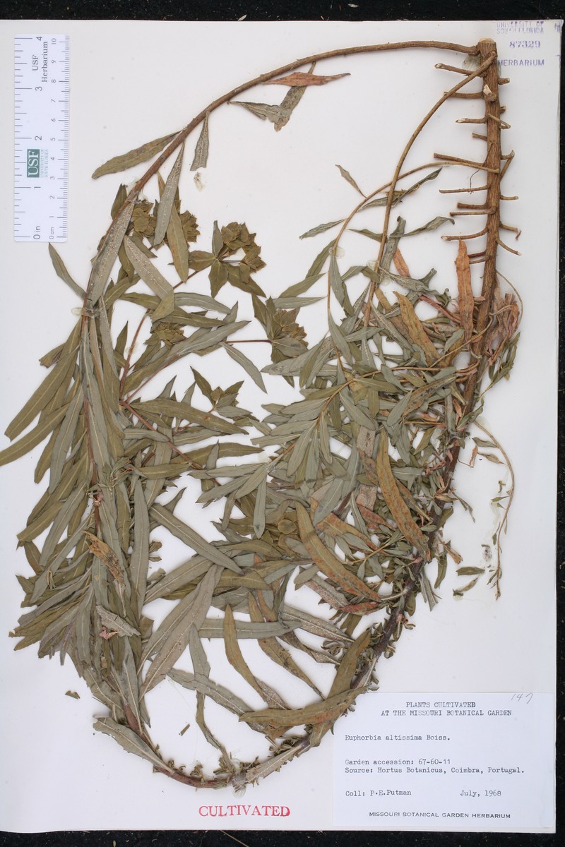 Euphorbia altissima photo 4