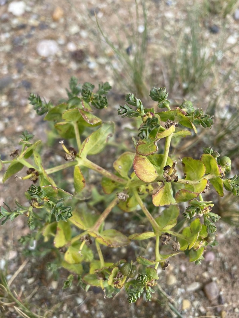Euphorbia altotibetica