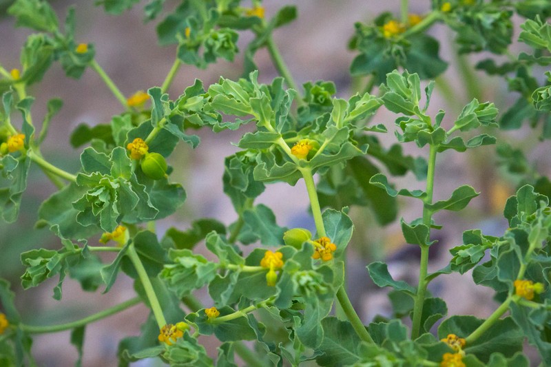 Euphorbia altotibetica photo 2