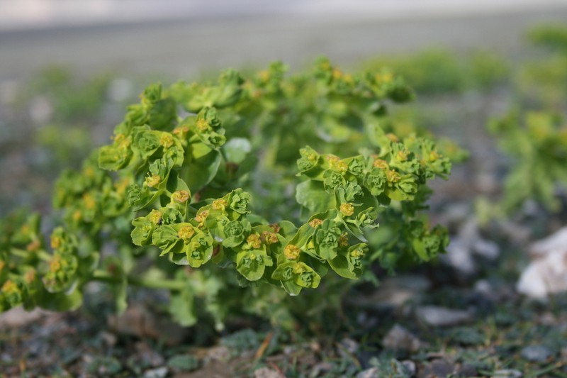 Euphorbia altotibetica photo 3