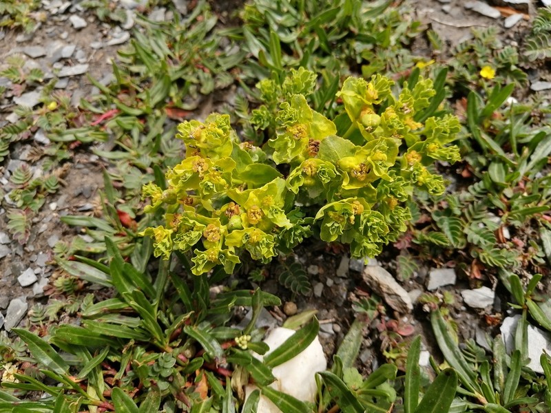 Euphorbia altotibetica photo 4