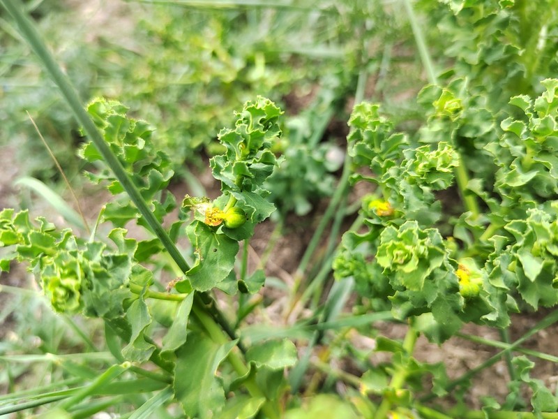 Euphorbia altotibetica photo 5