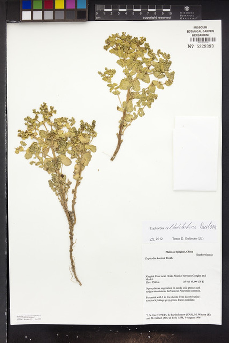 Euphorbia altotibetica photo 8