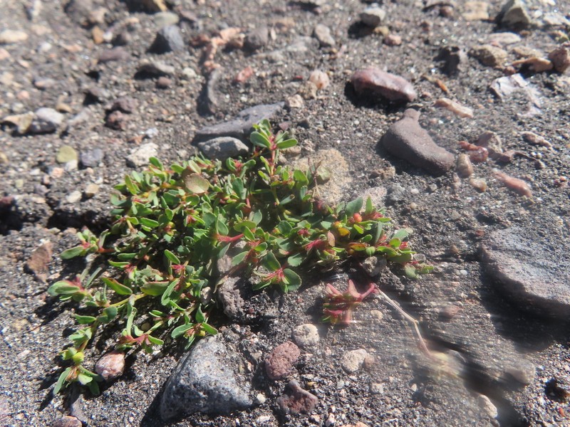 Euphorbia amandi photo 2
