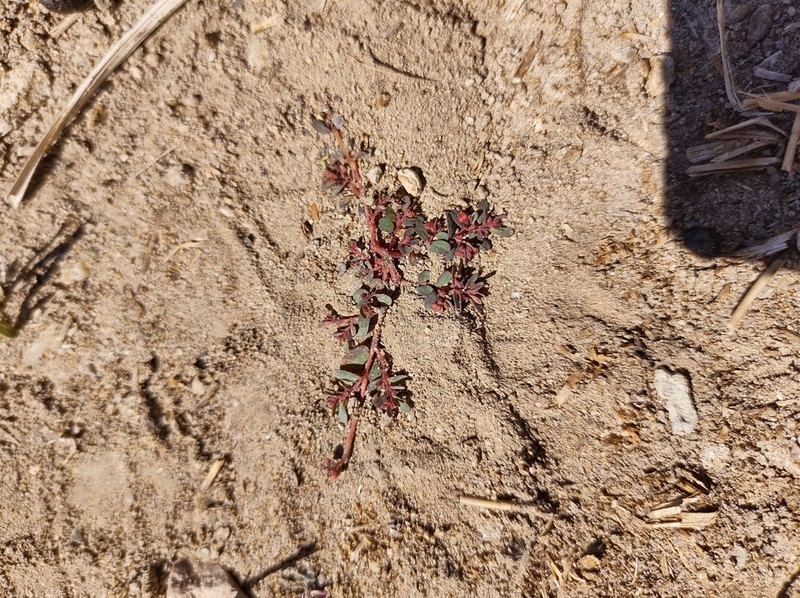 Euphorbia amandi photo 3