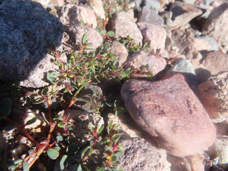 Euphorbia amandi photo 4