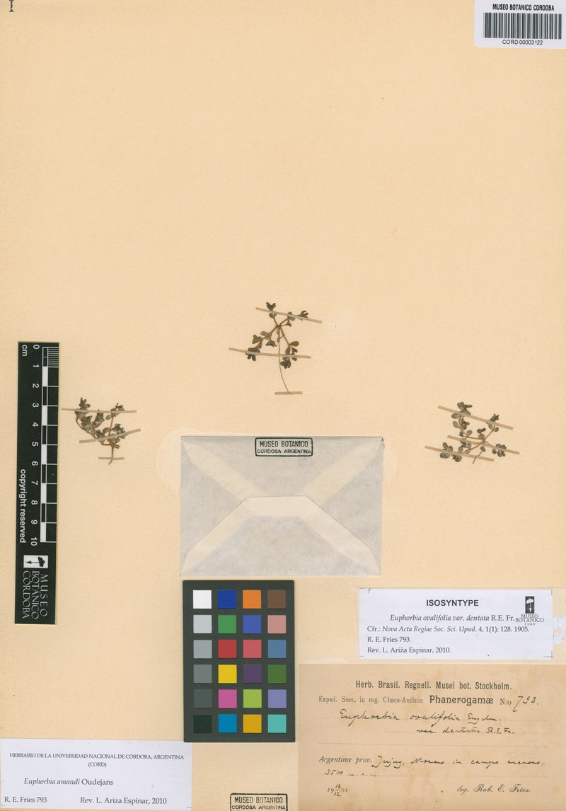 Euphorbia amandi photo 7