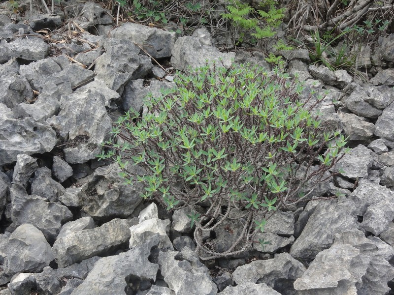 Euphorbia ambarivatoensis photo 2