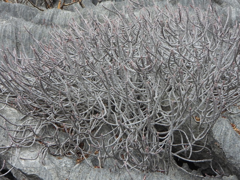 Euphorbia ambarivatoensis photo 3
