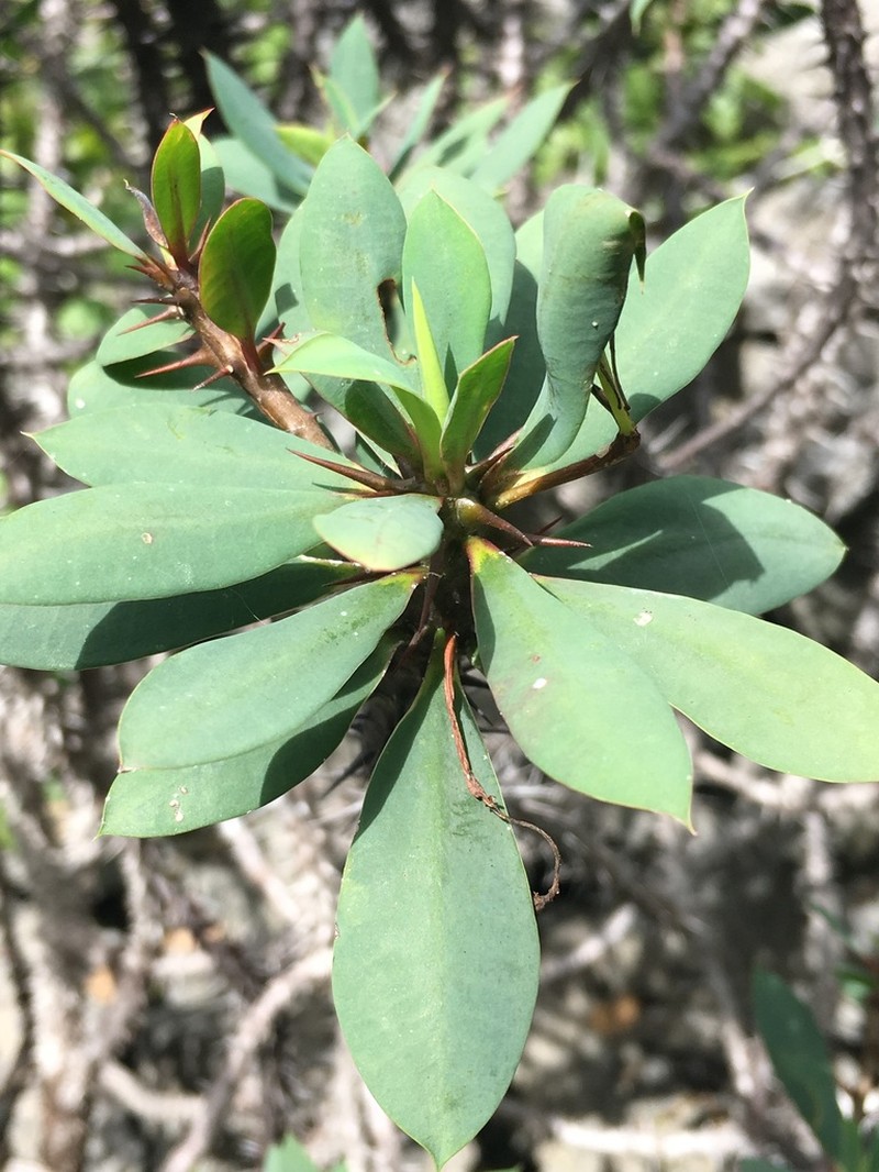 Euphorbia ambarivatoensis photo 4