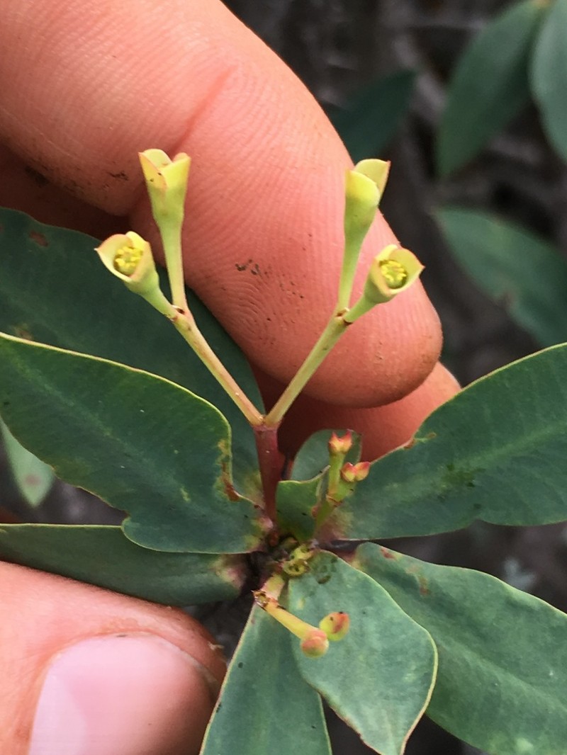 Euphorbia ambarivatoensis photo 5