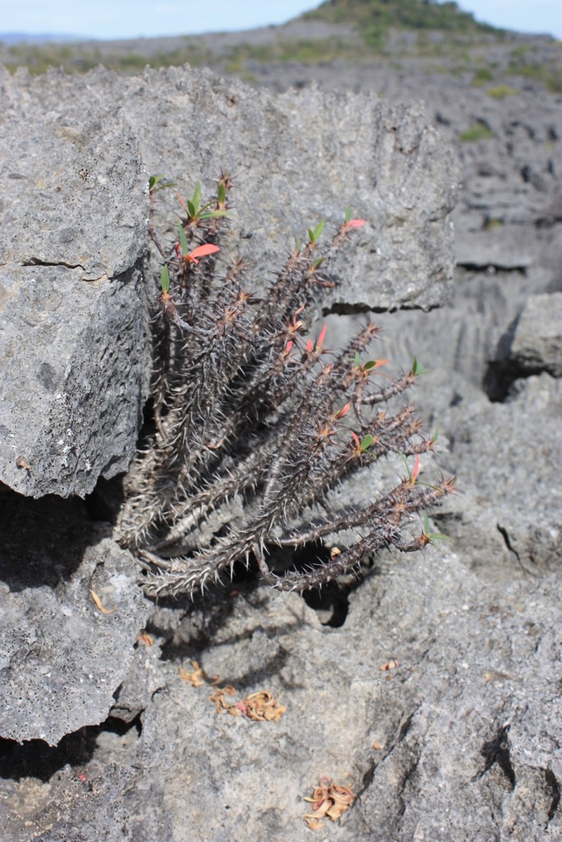 Euphorbia ambarivatoensis photo 6