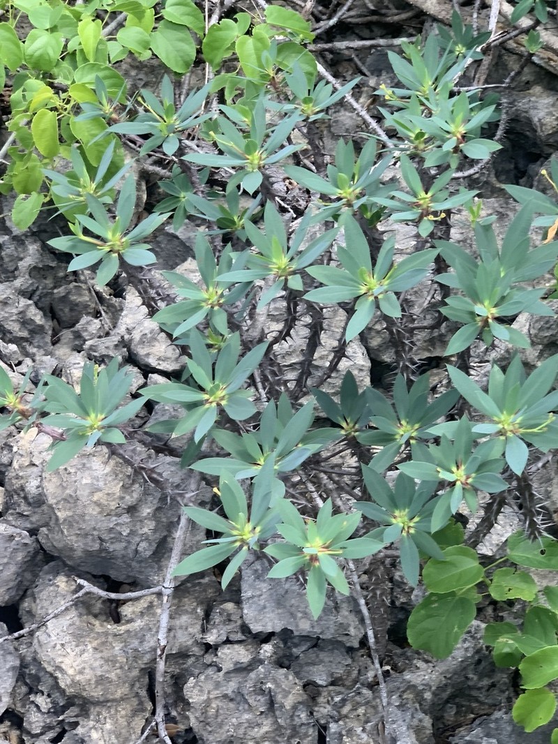 Euphorbia ambarivatoensis photo 8