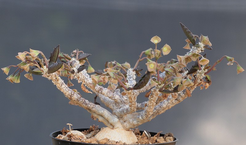 Euphorbia ambovombensis photo 2