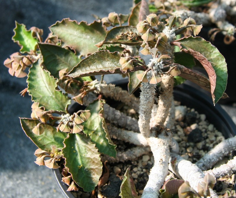 Euphorbia ambovombensis photo 3