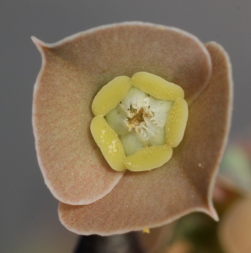 Euphorbia ambovombensis photo 4