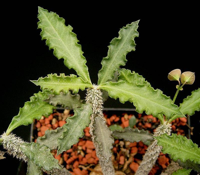 Euphorbia ambovombensis photo 5