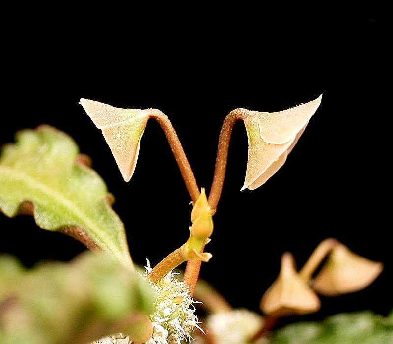 Euphorbia ambovombensis photo 6
