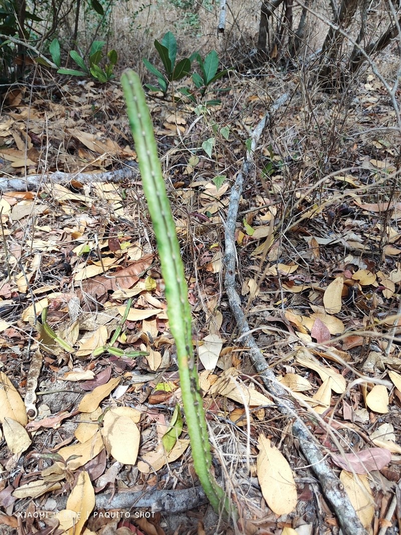 Euphorbia ambroseae