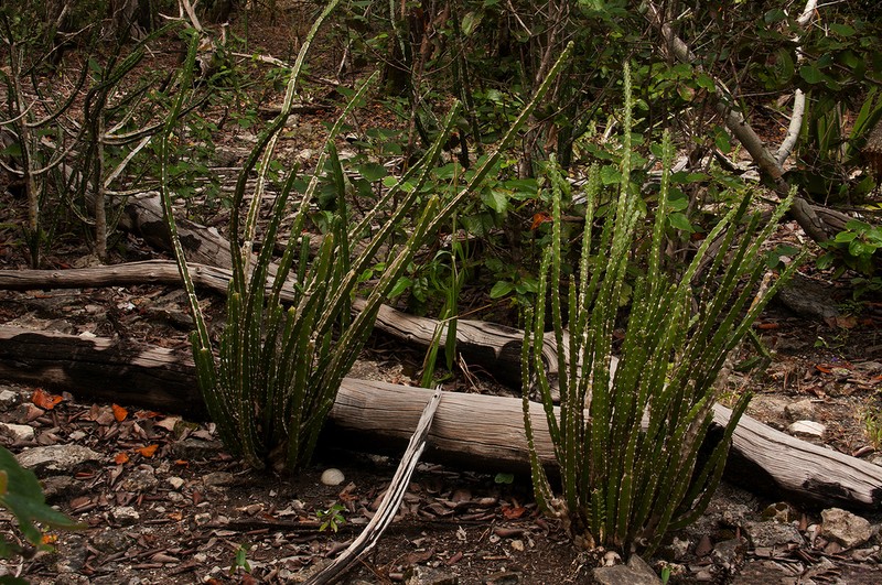 Euphorbia ambroseae photo 2