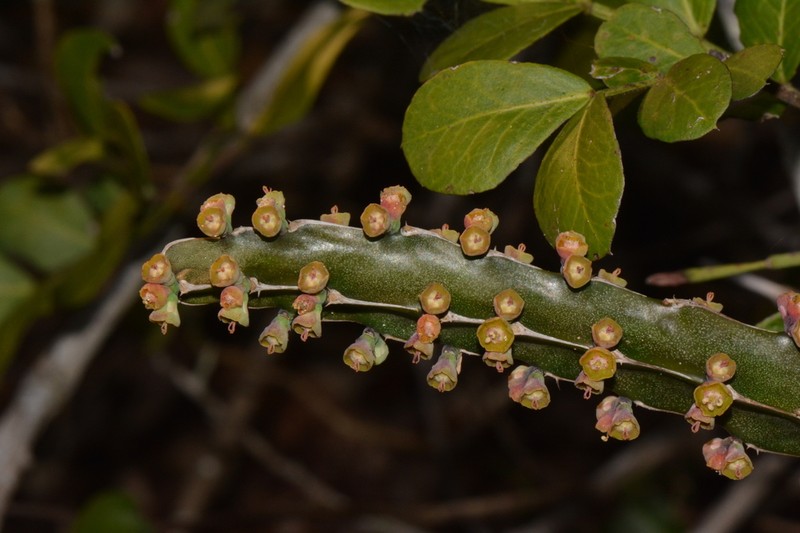 Euphorbia ambroseae photo 3